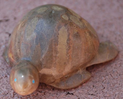 Rosella Lunasee | Zuni Sea Turtle Fetish | Penfield Gallery of Indian Arts | Albuquerque, New Mexico